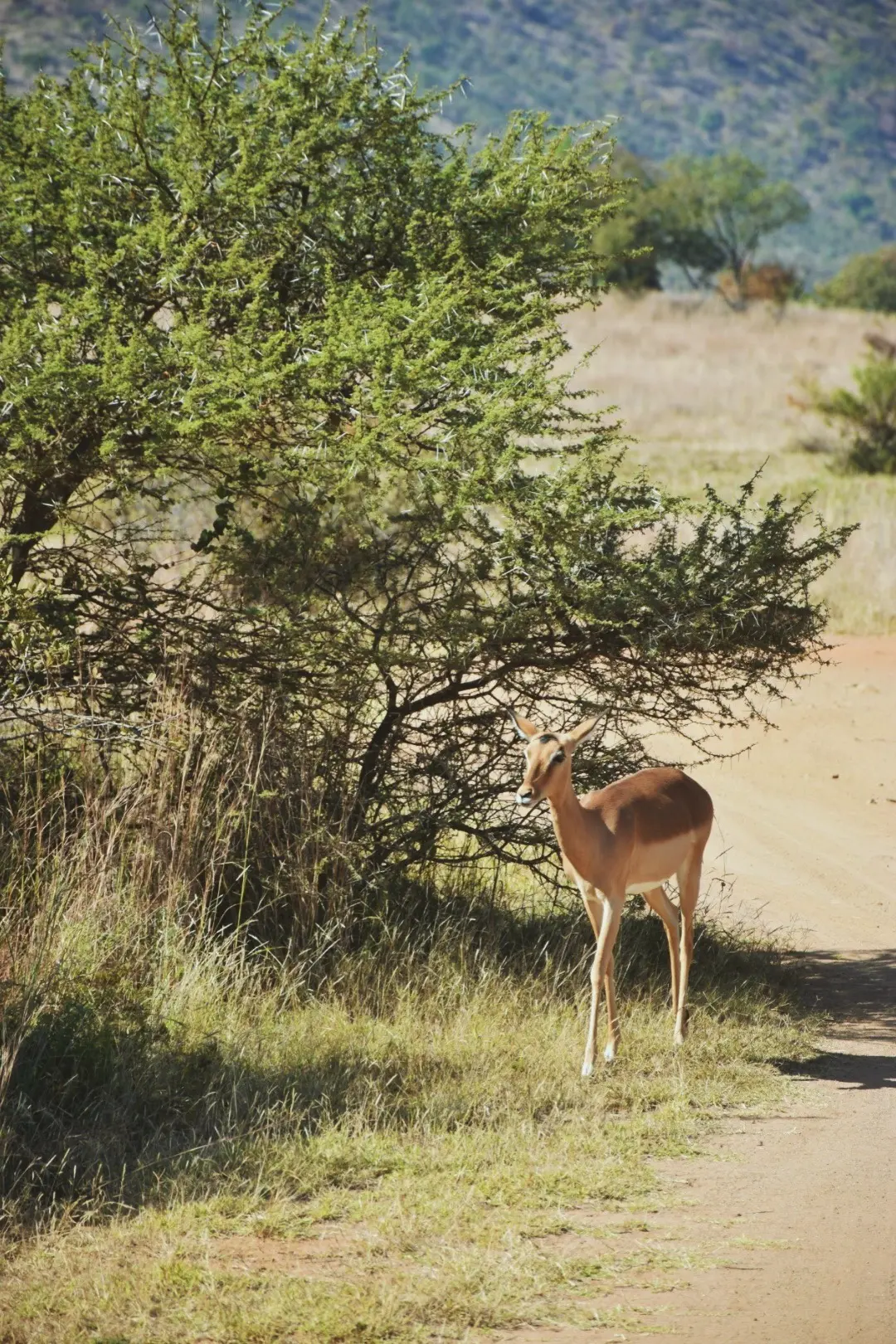 Pilanesberg National Park, South Africa